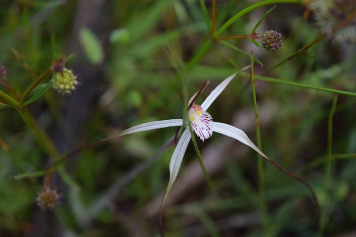 Caladenia - Orchid-spider-0006.JPG